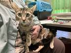 Adopt Myra a Brown Tabby Domestic Shorthair / Mixed Breed (Medium) / Mixed