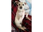 Adopt Rocko a White Miniature Pinscher / Dachshund / Mixed dog in Norco