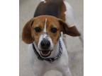 Adopt Scooby a Tan/Yellow/Fawn Beagle / Mixed dog in Belleville, ON (41153410)