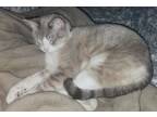 Adopt Pikachu a Cream or Ivory American Shorthair / Mixed (short coat) cat in