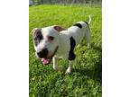 Adopt Joker a American Pit Bull Terrier / Labrador Retriever / Mixed dog in