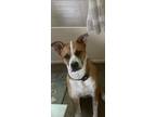 Adopt Cane a Brown/Chocolate - with White Staffordshire Bull Terrier / Mixed dog
