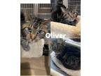 Adopt Oliver a Gray, Blue or Silver Tabby Domestic Shorthair (short coat) cat in