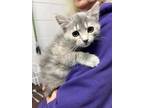Adopt Penny a Domestic Shorthair / Mixed (short coat) cat in Rutherfordton