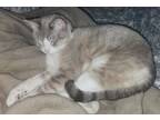 Adopt Pikachu "chu chu" a Cream or Ivory American Shorthair / Mixed (short coat)