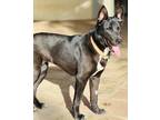 Adopt Bella a Black Basenji / Mixed dog in Los Angeles, CA (41225950)