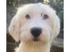 Adopt Great Goliath a White - with Black Great Pyrenees / Great Dane dog in