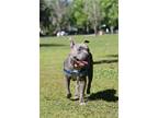 Adopt Bluey a Gray/Blue/Silver/Salt & Pepper Mixed Breed (Large) / Mixed dog in