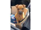 Adopt JACKSON a Boxer dog in Phenix City, AL (41225710)
