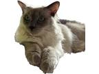 Adopt Loaf a Gray or Blue Siamese / Mixed (medium coat) cat in Newport Beach