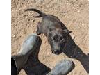 Adopt Poppy a Black - with White Boxer / Mixed dog in Monte Vista, CO (41108856)