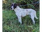 Adopt Mac a White - with Black Pointer / Mixed dog in Jacksonville