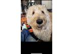 Adopt Ringo a White - with Tan, Yellow or Fawn Labradoodle / Mixed dog in