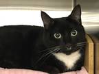 Adopt Lucky a Black & White or Tuxedo Domestic Shorthair (short coat) cat in