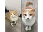 Adopt Catkin a Orange or Red (Mostly) Domestic Shorthair (short coat) cat in