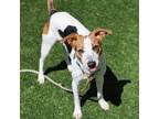 Adopt Jackie a White Jack Russell Terrier / Beagle / Mixed dog in Atlanta