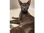Adopt Shadow - Petsmart Foster Home a Gray or Blue Domestic Shorthair / Mixed