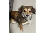 Adopt Daphne a Brown/Chocolate - with White Mixed Breed (Small) / Mixed dog in