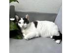 Adopt Beacon a White (Mostly) American Shorthair (short coat) cat in Fort