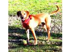 Adopt Mordecai a Brown/Chocolate Vizsla / Hound (Unknown Type) / Mixed dog in