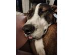 Adopt Ozzie a Brown/Chocolate - with White Mixed Breed (Medium) / Mixed dog in
