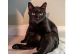 Adopt Spooky (100% Sponsored!) a Domestic Shorthair / Mixed (short coat) cat in