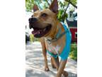Adopt Tracker a Mixed Breed (Medium) / Mixed dog in Ocala, FL (39022076)