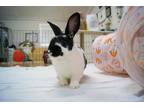 Adopt Sandy (M) a English Spot / Mixed (short coat) rabbit in Pflugerville