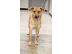 Adopt DH Mojito a German Shepherd Dog / Mixed dog in Wharton, TX (41096549)