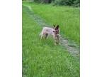 Adopt RN Tumtir a Australian Cattle Dog / Mixed dog in Wharton, TX (40386404)