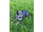 Adopt RN Regen a Australian Cattle Dog / Mixed dog in Wharton, TX (40386403)