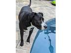 Adopt Bucky a Black - with White Mixed Breed (Medium) / Mixed dog in