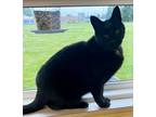 Adopt Pike a Domestic Shorthair / Mixed (short coat) cat in Tiffin