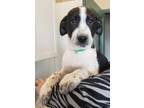 Adopt Alvin a Black - with White Border Collie / Husky dog in Challis