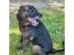 Adopt Sadie 2.0 a Black - with Tan, Yellow or Fawn Flat-Coated Retriever /