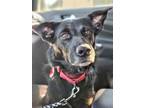 Adopt Sadie 2.0 a Black - with Tan, Yellow or Fawn Flat-Coated Retriever /