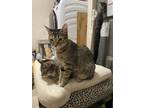 Adopt Poppy a Spotted Tabby/Leopard Spotted Domestic Shorthair / Mixed cat in