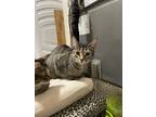 Adopt Giselle a Spotted Tabby/Leopard Spotted Domestic Shorthair / Mixed cat in