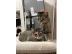 Adopt Cali Girl a Brown Tabby Domestic Shorthair / Mixed cat in Carrollton