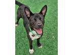 Adopt Maxi a Akita / Mixed Breed (Medium) / Mixed dog in Warren, MI (41211231)