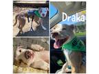 Adopt Draka a White American Pit Bull Terrier / Mixed Breed (Medium) / Mixed