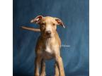 Adopt Pickles a Hound (Unknown Type) / Mixed Breed (Medium) / Mixed dog in