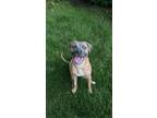 Adopt Huckleberry a Tan/Yellow/Fawn - with Black Mixed Breed (Medium) / Mixed