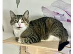 Adopt Gino a Spotted Tabby/Leopard Spotted Domestic Shorthair / Mixed cat in