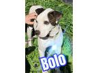 Adopt Bolo a White - with Black Retriever (Unknown Type) / Retriever (Unknown