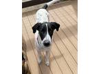 Adopt Chachi a Great Dane dog in Winchester, CA (41224914)