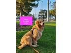 Adopt Krissy a Tan/Yellow/Fawn Golden Retriever / Mixed dog in West Hollywood