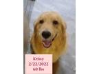 Adopt Krissy a Tan/Yellow/Fawn Golden Retriever / Mixed dog in West Hollywood