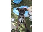 Adopt Denver ***RESCUE /CENTER*** a Brindle Labrador Retriever dog in Littleton