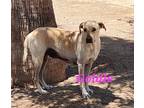 Adopt Goldie a White Labrador Retriever / Mixed dog in Calexico, CA (41224901)